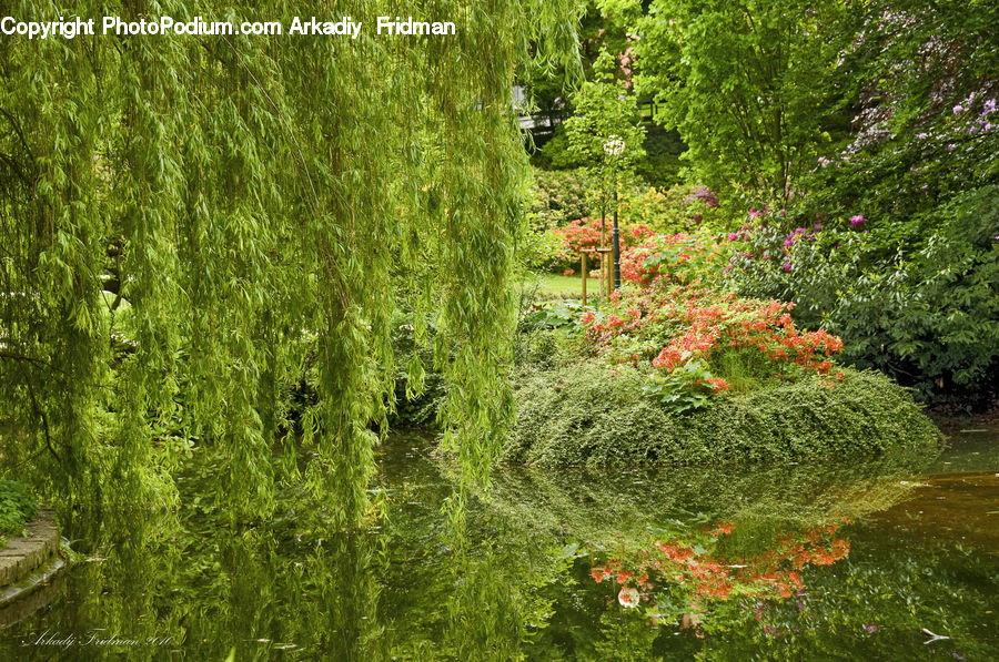 Conifer, Fir, Plant, Tree, Blossom, Flora, Flower