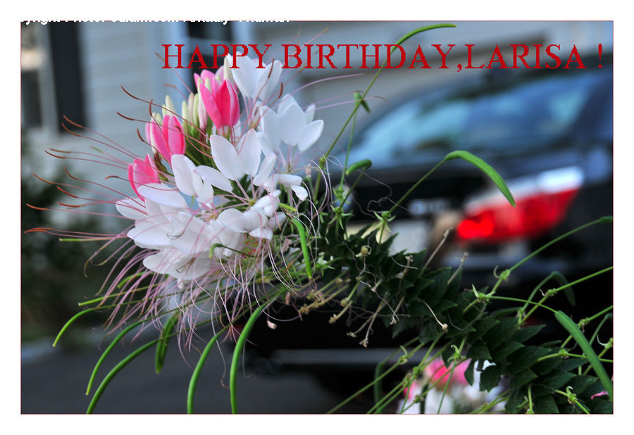 Flower Arrangement, Ikebana, Plant, Potted Plant, Vase, Flower, Flower Bouquet