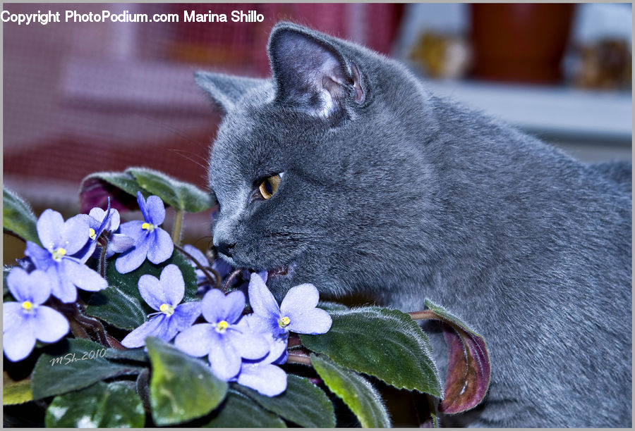 Blossom, Flora, Flower, Plant, Violet, Geranium, Adorable