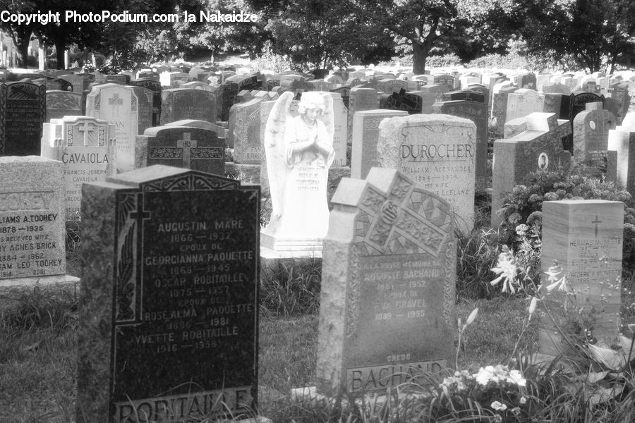 Plant, Potted Plant, Tomb, Tombstone, Blossom, Flora, Flower