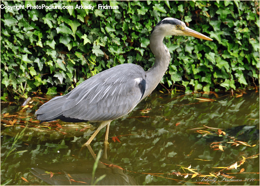Ardeidae, Bird, Crane Bird, Heron, Stork, Waterfowl, Pigeon