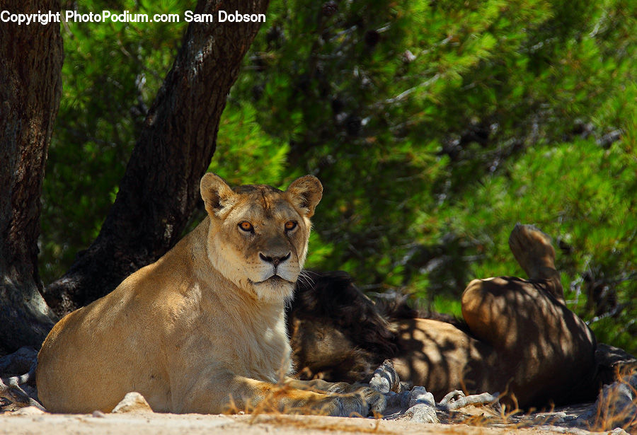 Animal, Cougar, Lion, Puma, Wildlife, Bush, Plant