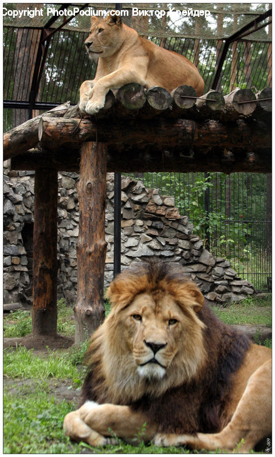 Animal, Lion, Wildlife, Cougar, Puma, Chow, Dog