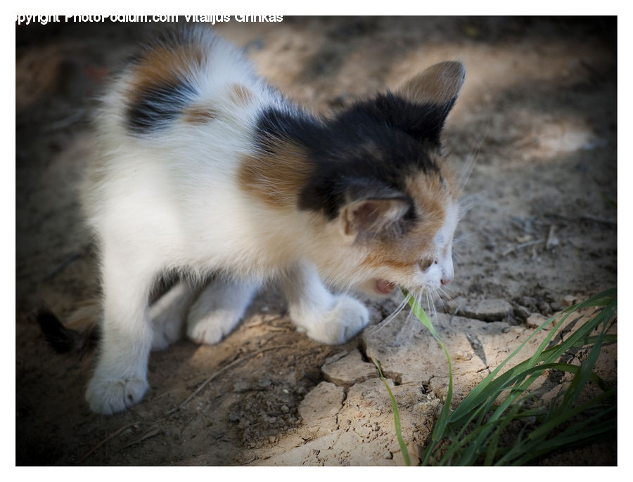 Animal, Cat, Kitten, Mammal, Pet, Plant, Arecaceae