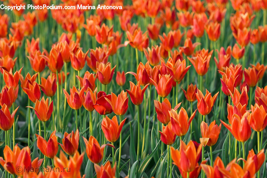 Blossom, Flora, Flower, Plant, Tulip