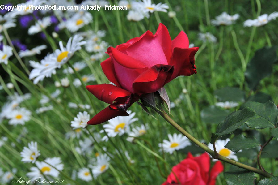 Flora, Flower, Gladiolus, Plant, Blossom, Rose, Flower Arrangement
