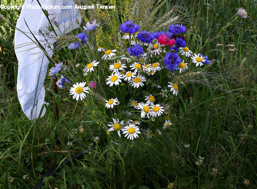 Daisies, Daisy, Flower, Plant, Aster, Blossom, Flora