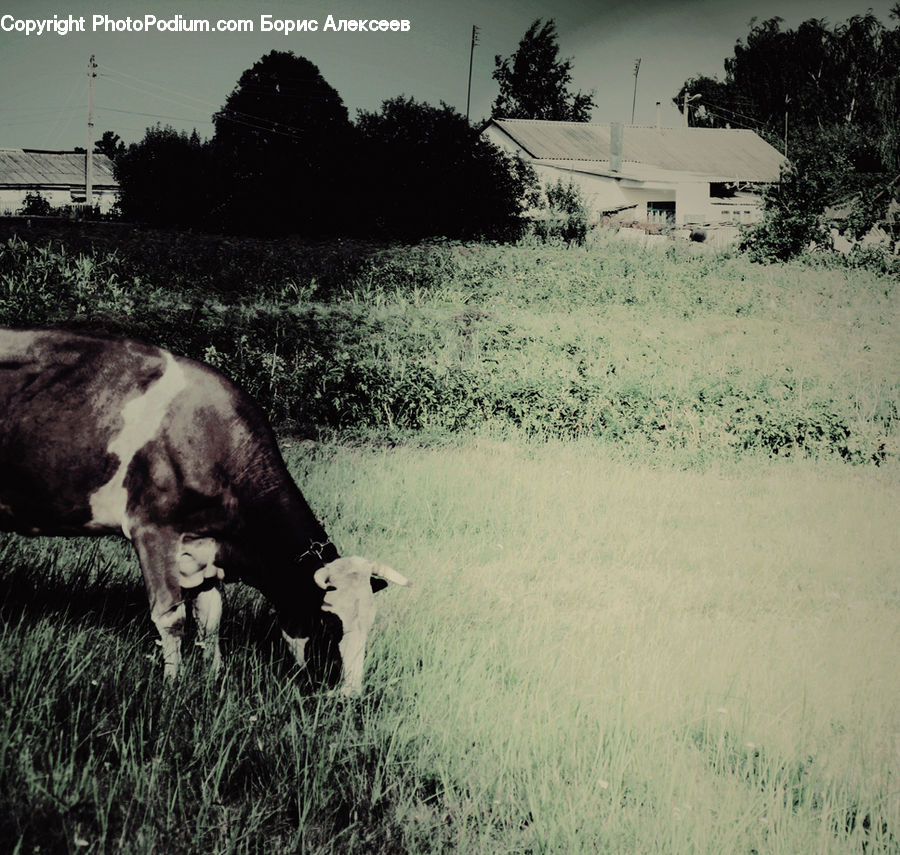 Angus, Animal, Bull, Mammal, Cattle, Cow, Dairy Cow