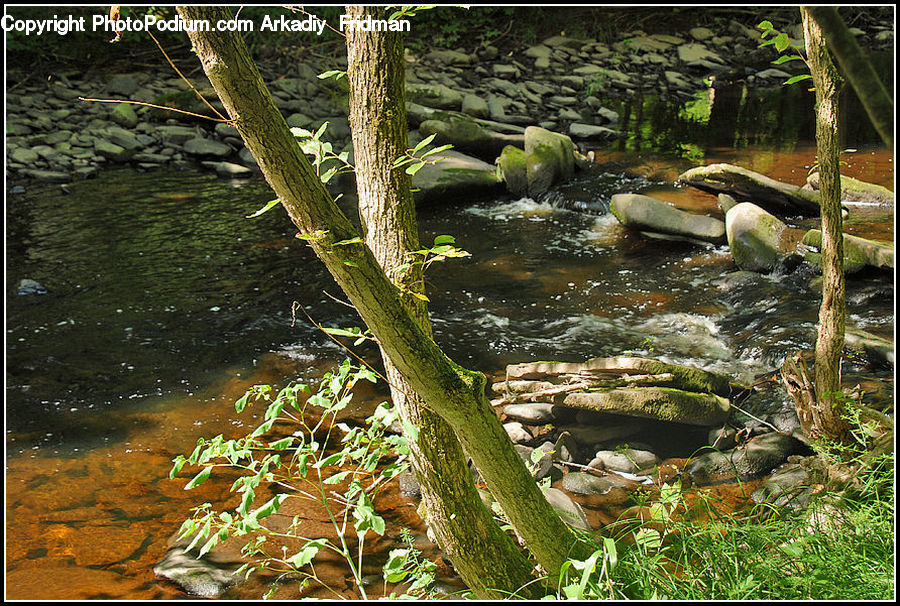 Outdoors, Pond, Water, River, Moss, Plant, Creek