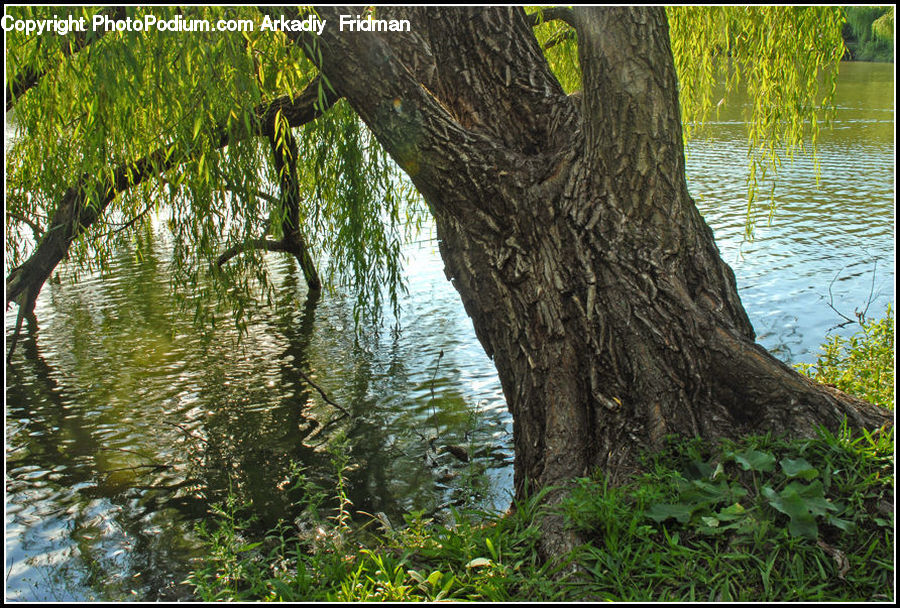 Plant, Tree, Willow, Conifer, Fir, Tree Trunk, Blossom