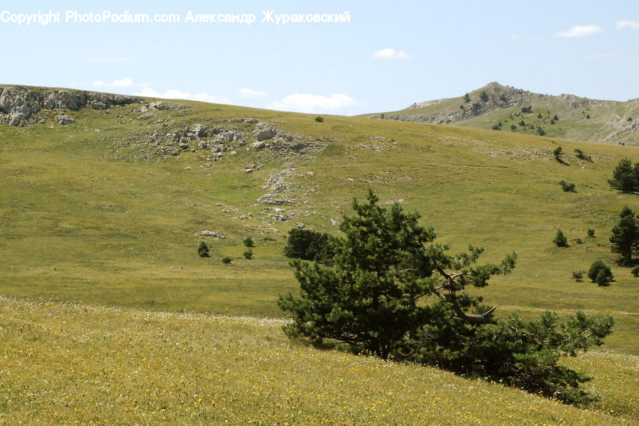 Field, Grass, Grassland, Land, Outdoors, Countryside, Meadow