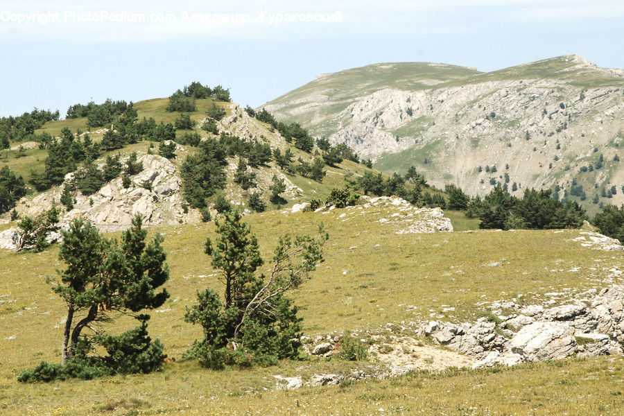 Crest, Mountain, Outdoors, Peak, Wilderness, Plant, Tree