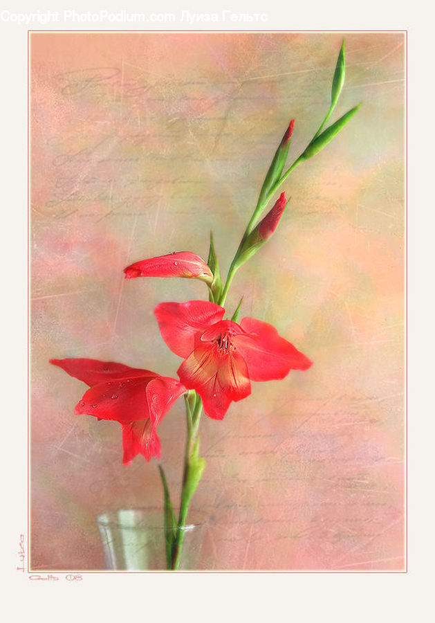 Flora, Flower, Gladiolus, Plant, Amaryllis, Flower Arrangement, Flower Bouquet