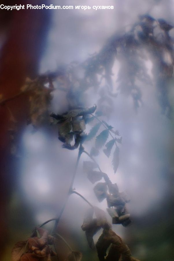 Smoke, Light, Bird, Kite Bird, Blossom, Flora, Flower