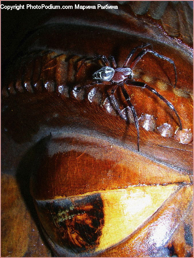 Cockroach, Insect, Invertebrate