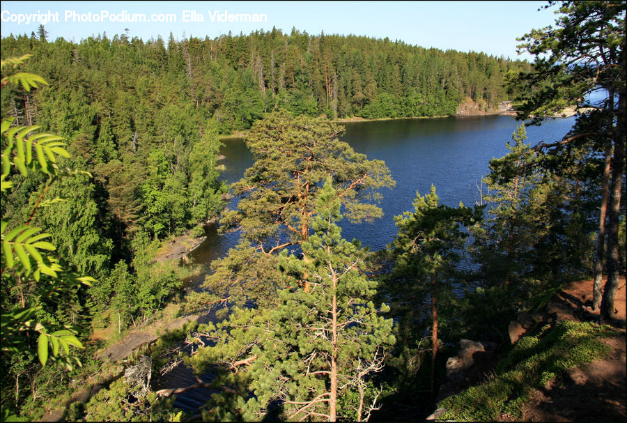 Conifer, Fir, Plant, Tree, Moss, Flower, Vanilla