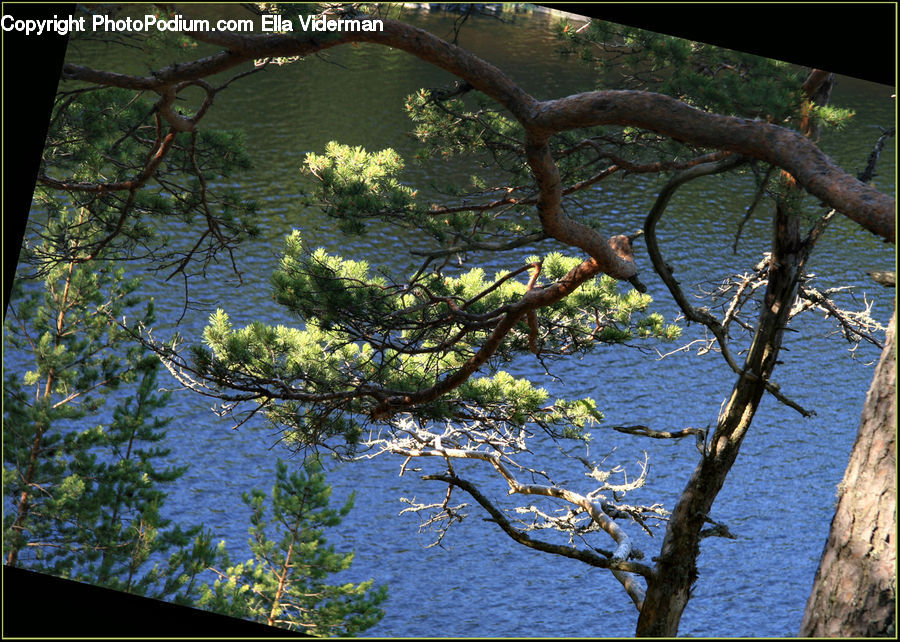 Conifer, Fir, Plant, Tree, Oak, Wood, Forest
