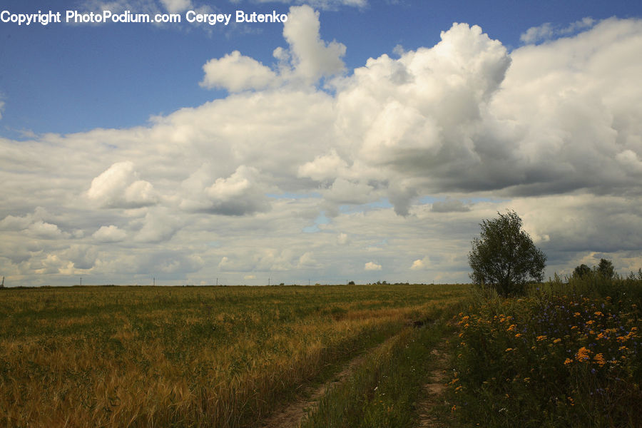 Cloud, Cumulus, Sky, Azure Sky, Outdoors, Field, Grass