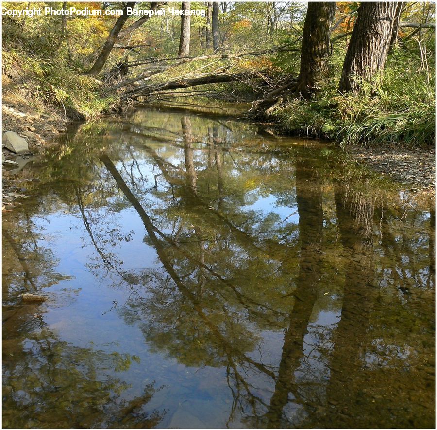Outdoors, Pond, Water, Creek, River, Forest, Jungle
