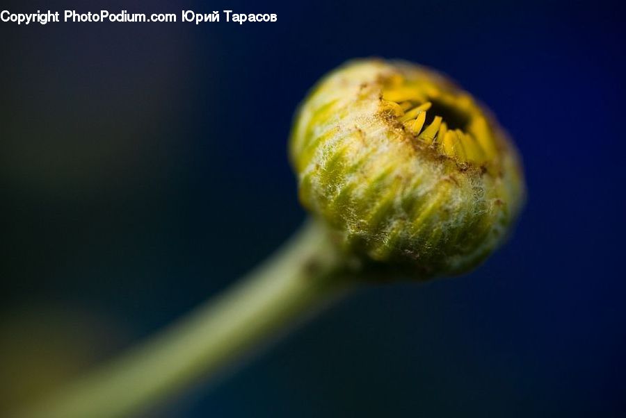 Bud, Plant