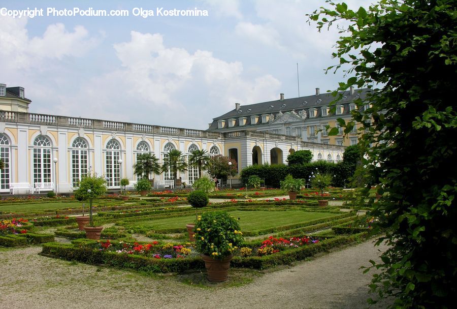 Plant, Potted Plant, Vine, Architecture, Castle, Mansion, Palace