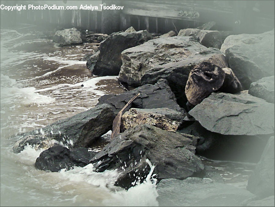 Rock, Animal, Mammal, Sea Life, Sea Lion, Seal, Coast