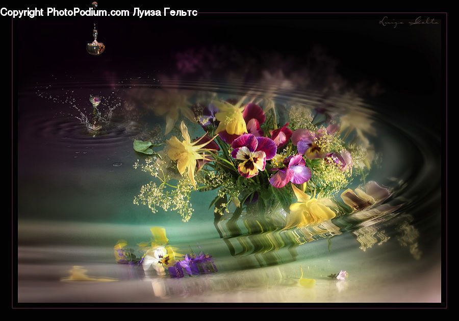 Aquilegia, Blossom, Flora, Flower, Plant, Lily, Pond Lily
