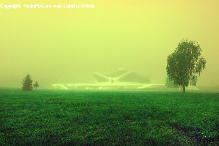 Plant, Tree, Fog, Field, Grass, Grassland, Land