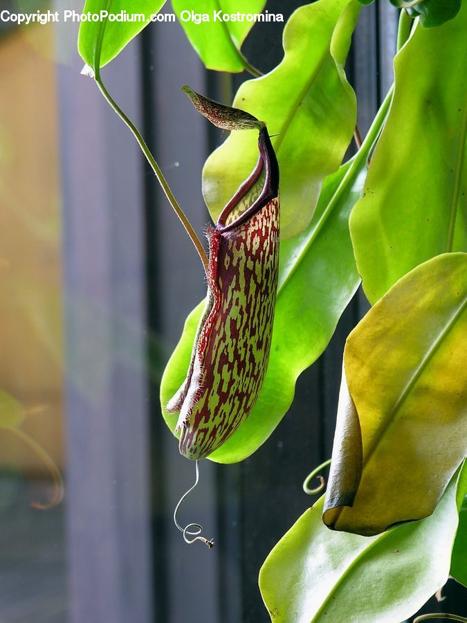 Blossom, Flora, Flower, Plant, Araceae, Anthurium, Aquilegia
