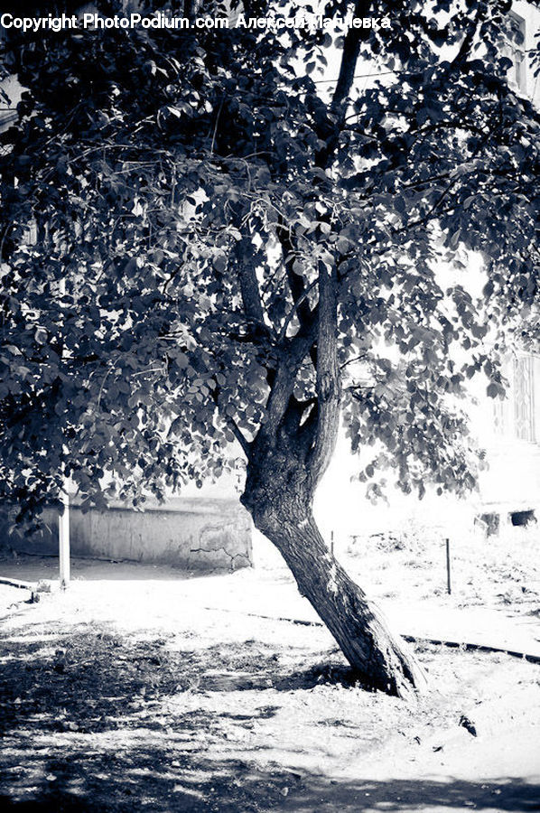 Plant, Tree, Bench, Oak, Wood, Ice, Outdoors