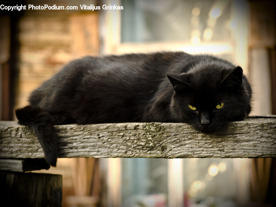 Animal, Black Cat, Cat, Mammal, Pet, Basket