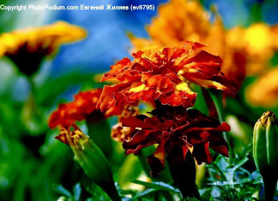 Blossom, Flora, Flower, Plant, Tulip, Pepper, Produce