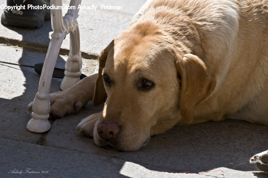 People, Person, Human, Animal, Canine, Dog, Golden Retriever