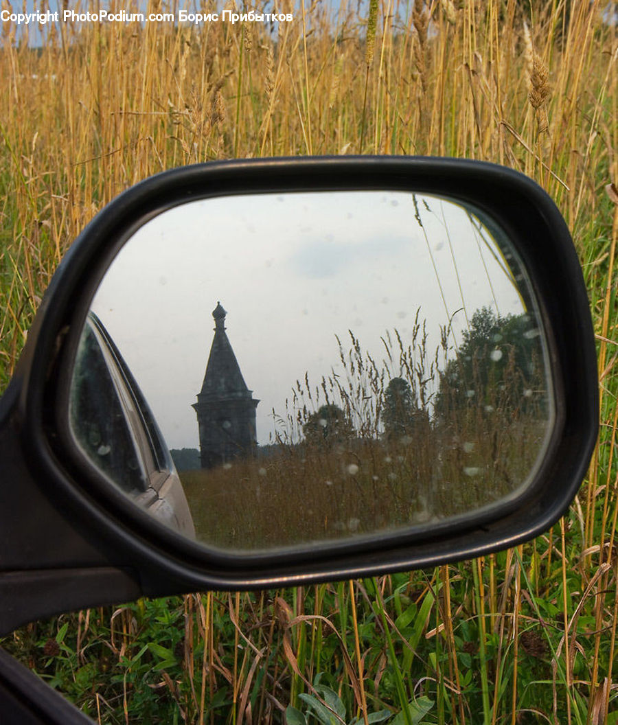 Car Mirror, Mirror, Plant, Potted Plant, Herbal, Herbs, Planter