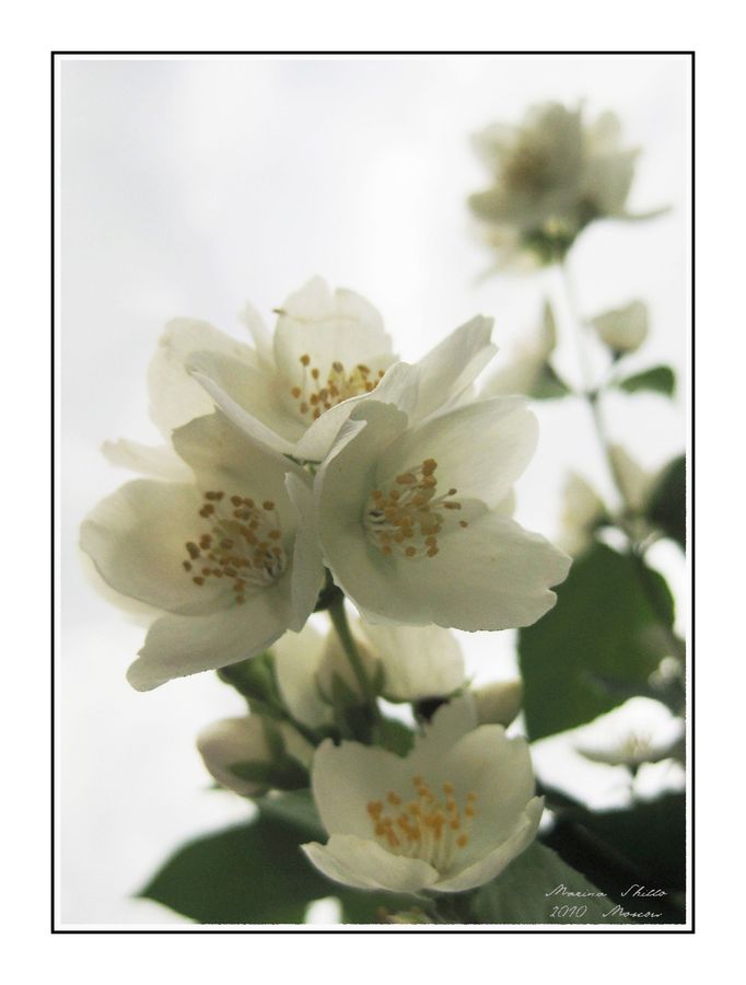 Blossom, Cherry Blossom, Flower, Flora, Plant, Petal, Anther