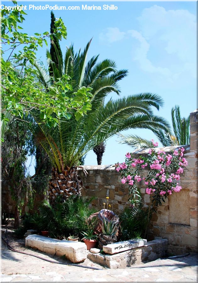 Palm Tree, Plant, Tree, Pot, Pottery, Potted Plant, Bench