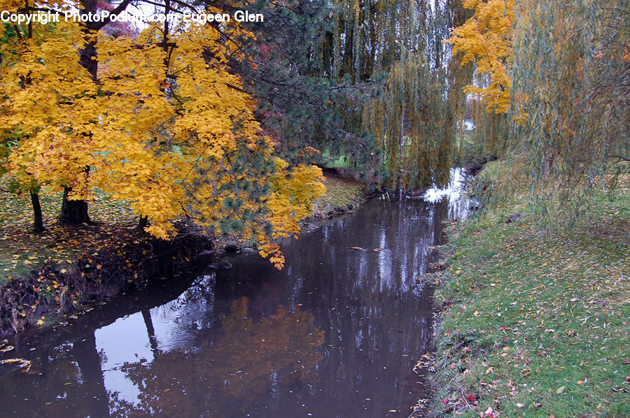 Birch, Tree, Wood, Outdoors, Pond, Water, Conifer