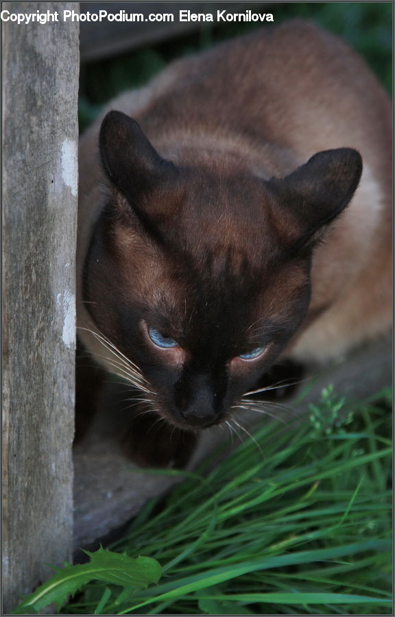 Animal, Cat, Pet, Siamese, Abyssinian, Mammal