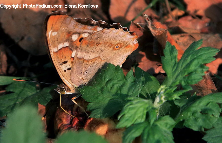 Butterfly, Insect, Invertebrate, Agaric, Amanita, Fungus, Mushroom