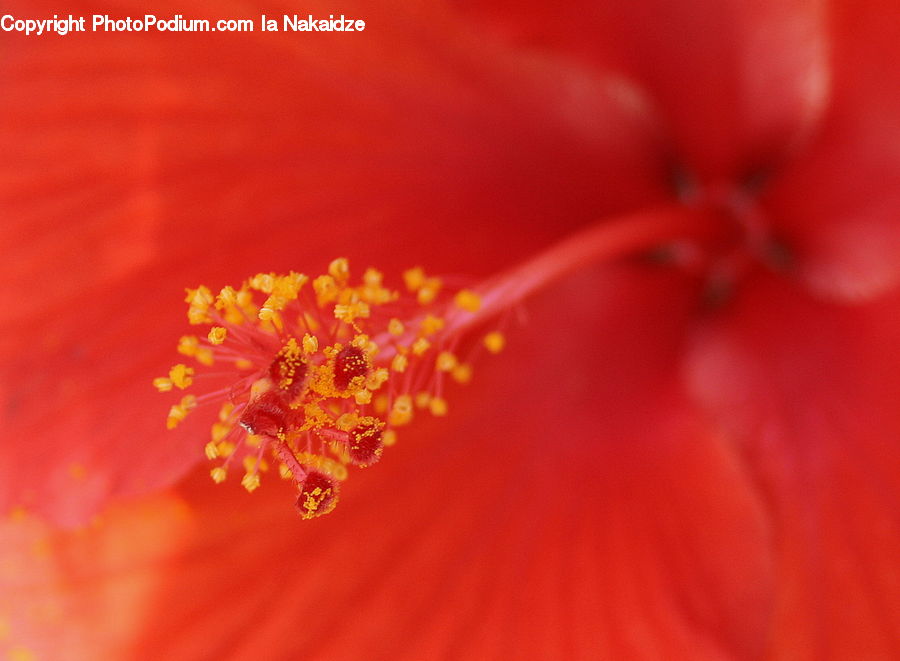Flora, Flower, Hibiscus, Plant, Poppy, Blossom, Geranium