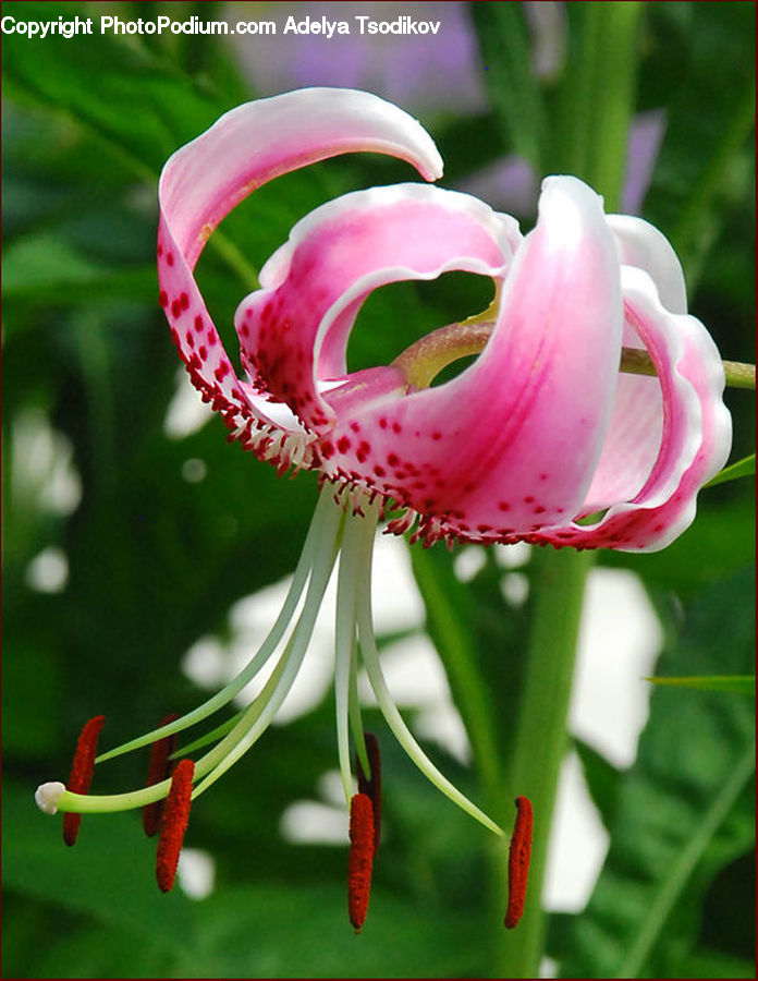 Blossom, Flora, Flower, Plant, Geranium, Lily, Anther