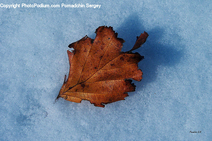 Maple, Maple Leaf, Plant, Leaf, Brick, Tree, Wood