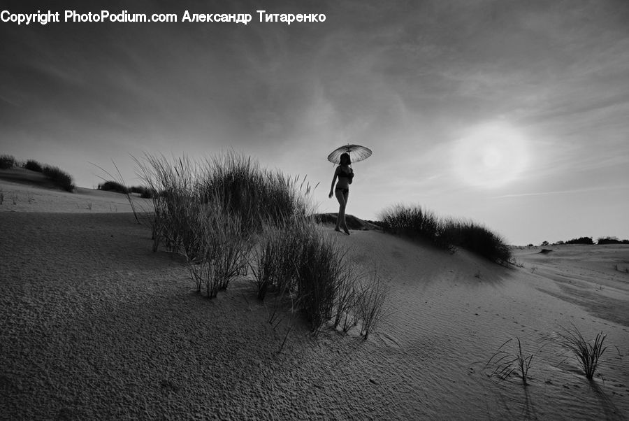 Plant, Potted Plant, Outdoors, Sand, Soil, Path, Trail