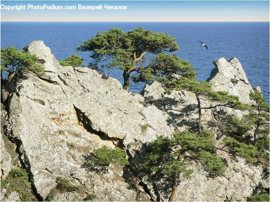 Cliff, Outdoors, Plant, Vegetation, Coast, Sea, Water
