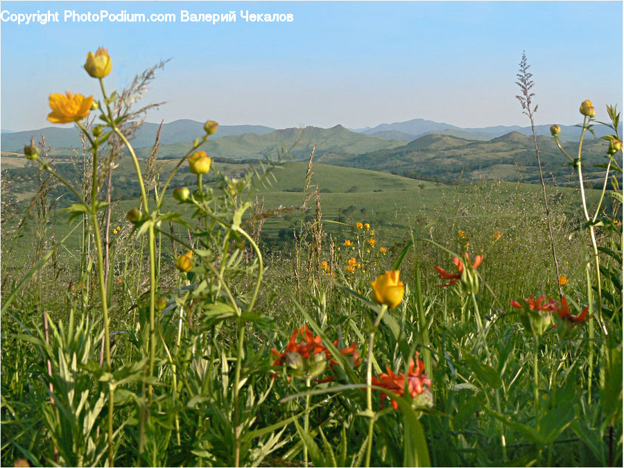 Field, Grass, Grassland, Land, Outdoors, Plant, Blossom