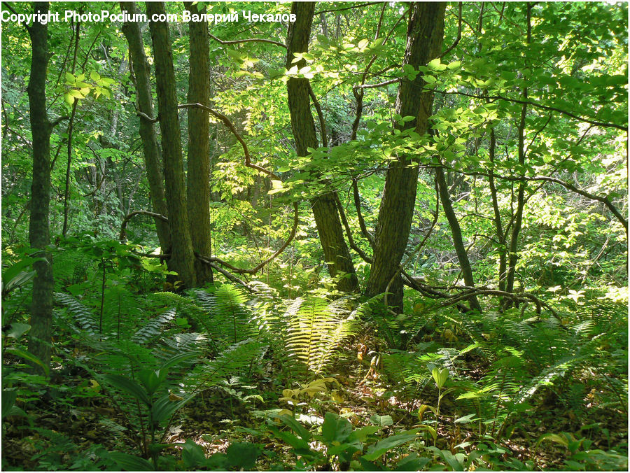 Forest, Vegetation, Jungle, Rainforest, Conifer, Fir, Plant