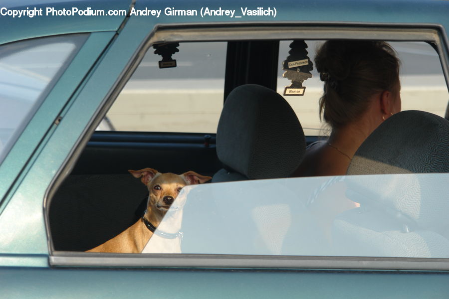 People, Person, Human, Animal, Canine, Chihuahua, Dog