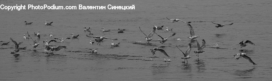 Albatross, Bird, Seagull, Waterfowl, Stork