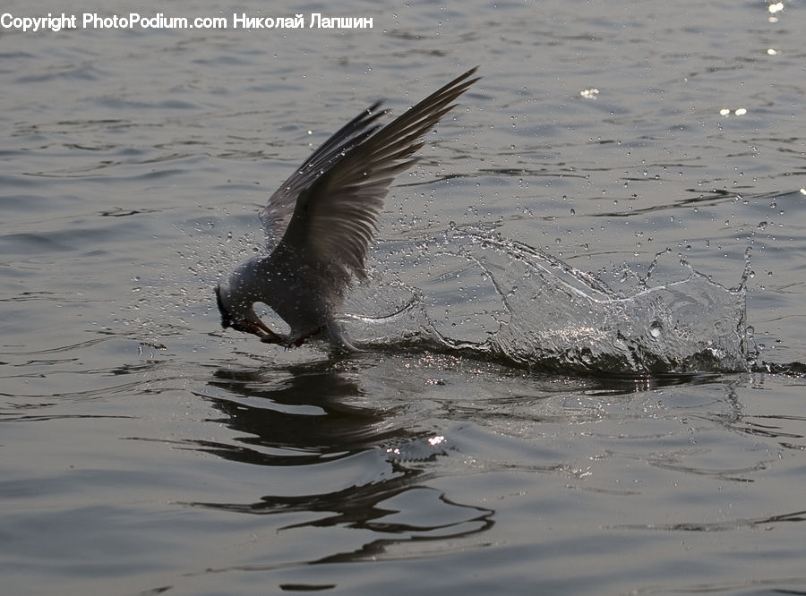 Outdoors, Ripple, Water, Anhinga, Bird, Cormorant, Waterfowl