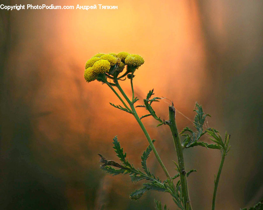 Plant, Potted Plant, Dill, Weed, Moss, Allium, Blossom